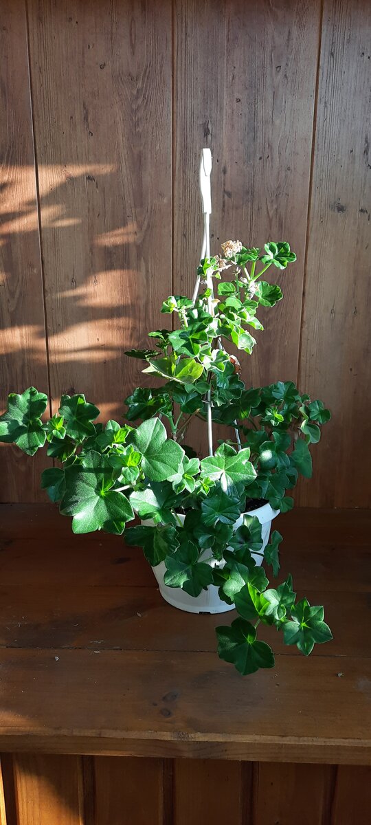 Пеларгония плющелистная. Фото автора