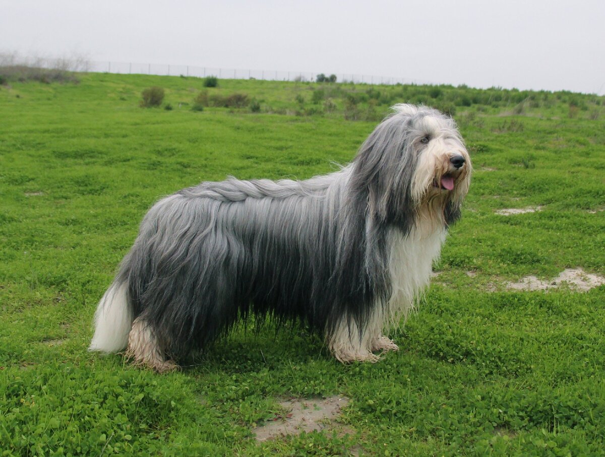 Бородатая колли