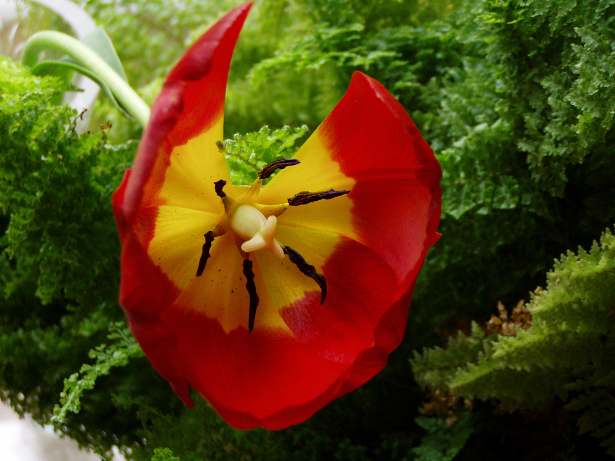 Тюльпаны - мои любимые цветы!