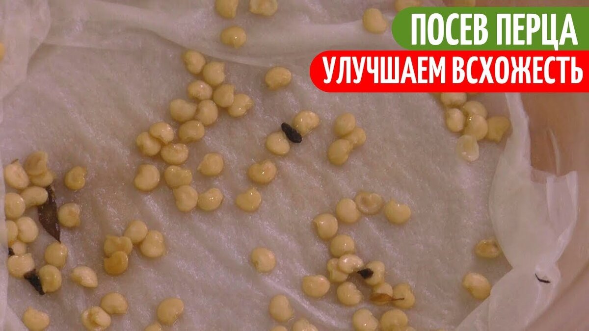 Замочить семена перца перед посадкой на рассаду. Инкрустация семян. Прорастить семена перца перед посадкой. Как выглядят семена перца на посадку. Прорастить семена перца быстро