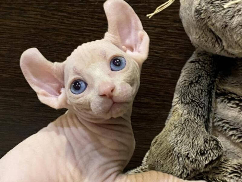 Эльф:редкая порода выведена из канадского сфинкса и американского керла, очень игривая озорная и преданная порода её цена стартует с 1800 евро