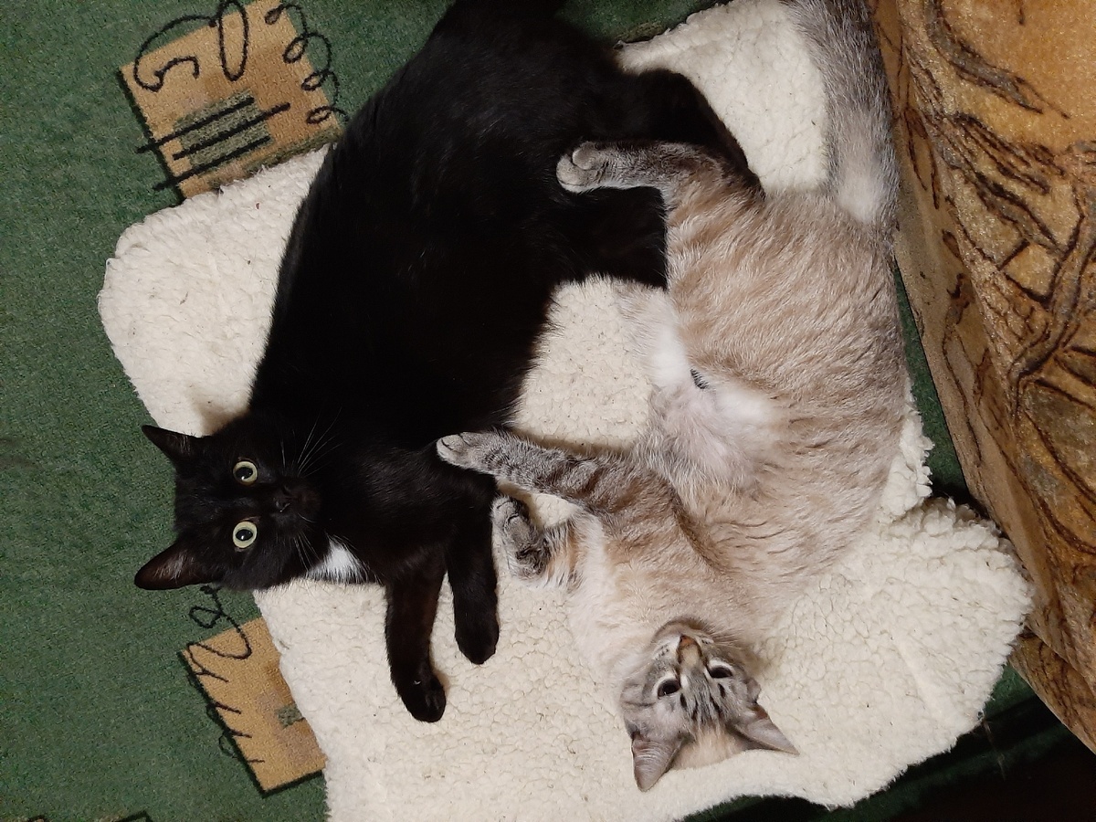 Наше Семейство