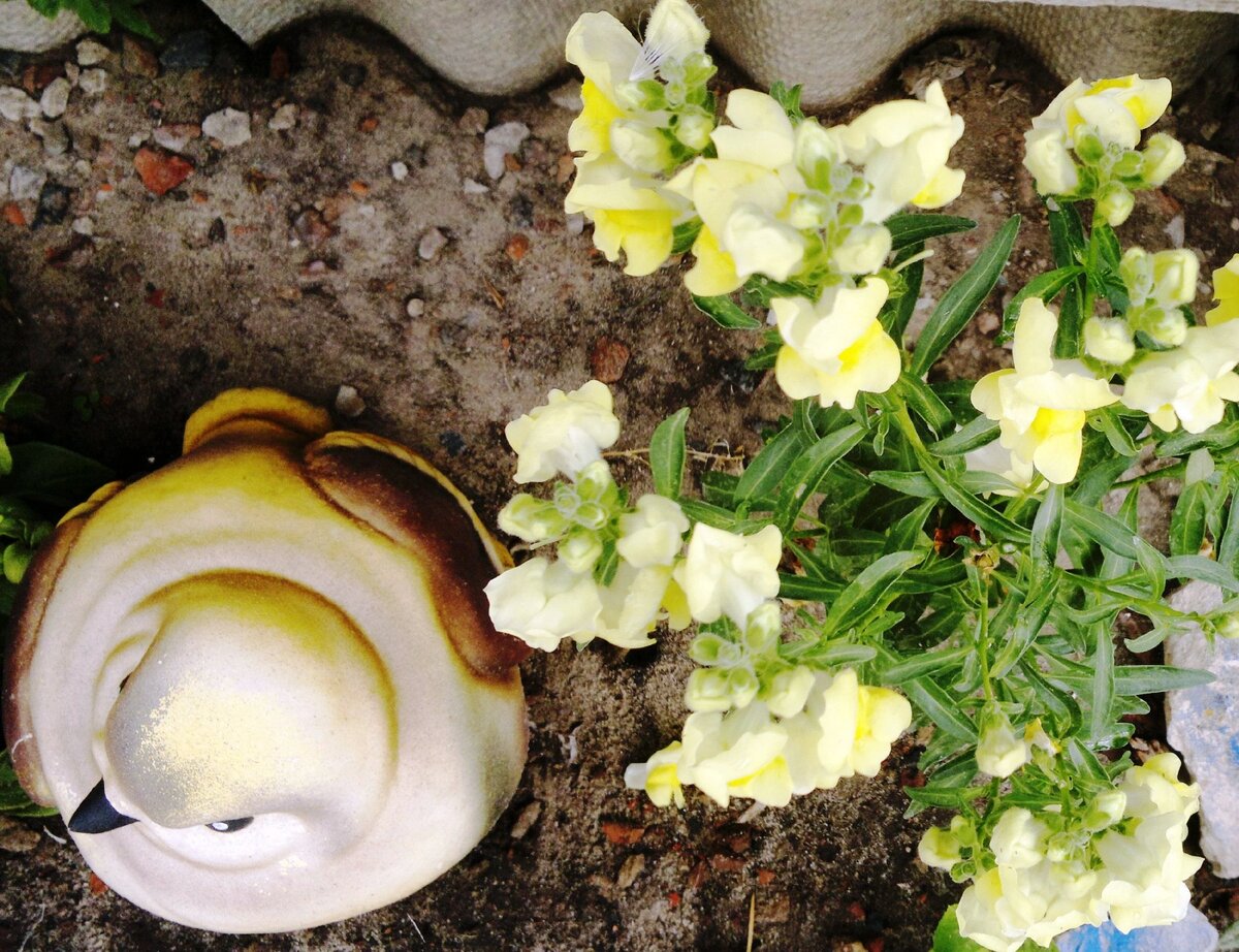 Львиный зев. Третья волна цветения. Фото автора