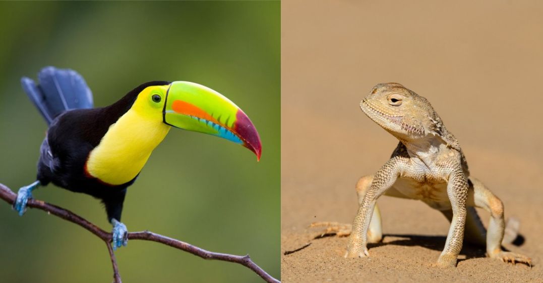 Коллаж автора