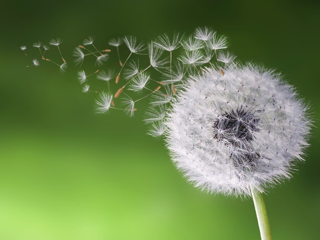 Одуванчик свободен в своем полете.