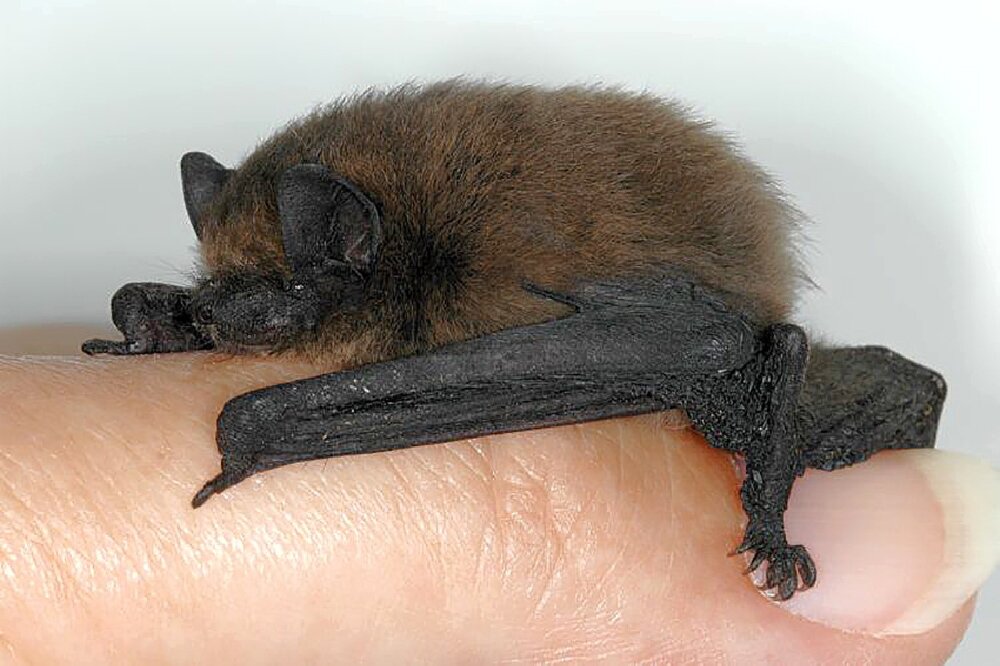 Нетопырь. Нетопырь-карлик pipistrellus pipistrellus. Нетопырь Лесной (pipistrellus nathusii). Летучая мышь нетопырь карлик. Летучая мышь нетопырь Натузиуса.