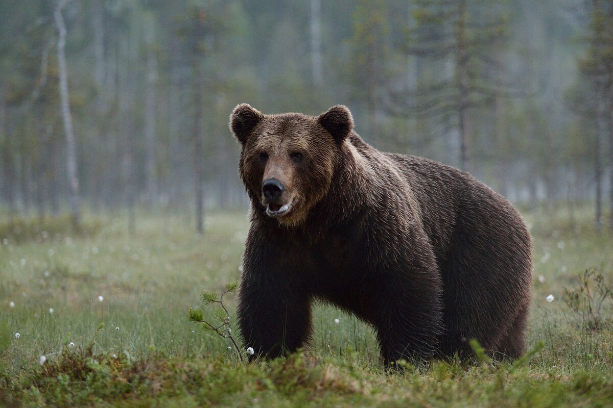 Бурый медведь всеядное как свинья и человек животное, является основным санитаром якутской тайги.
