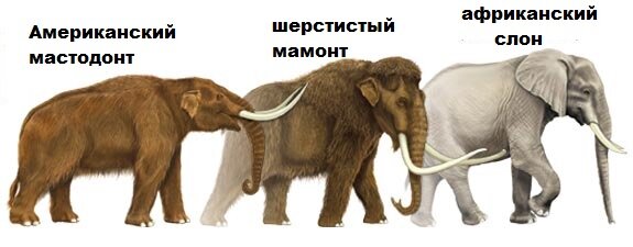 Сравнение размера мамонта и африканского слона
