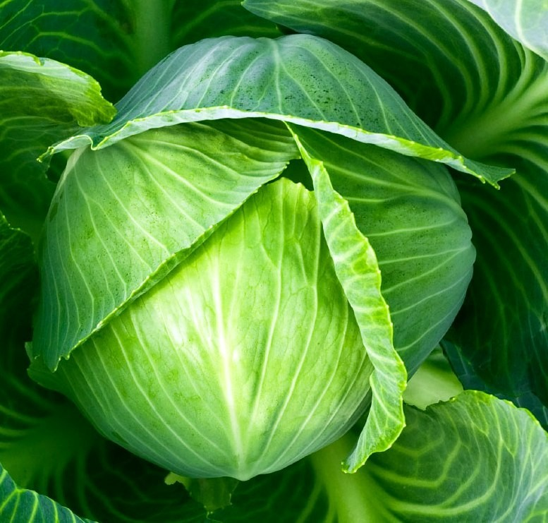 открытый источник Яндекс фото .