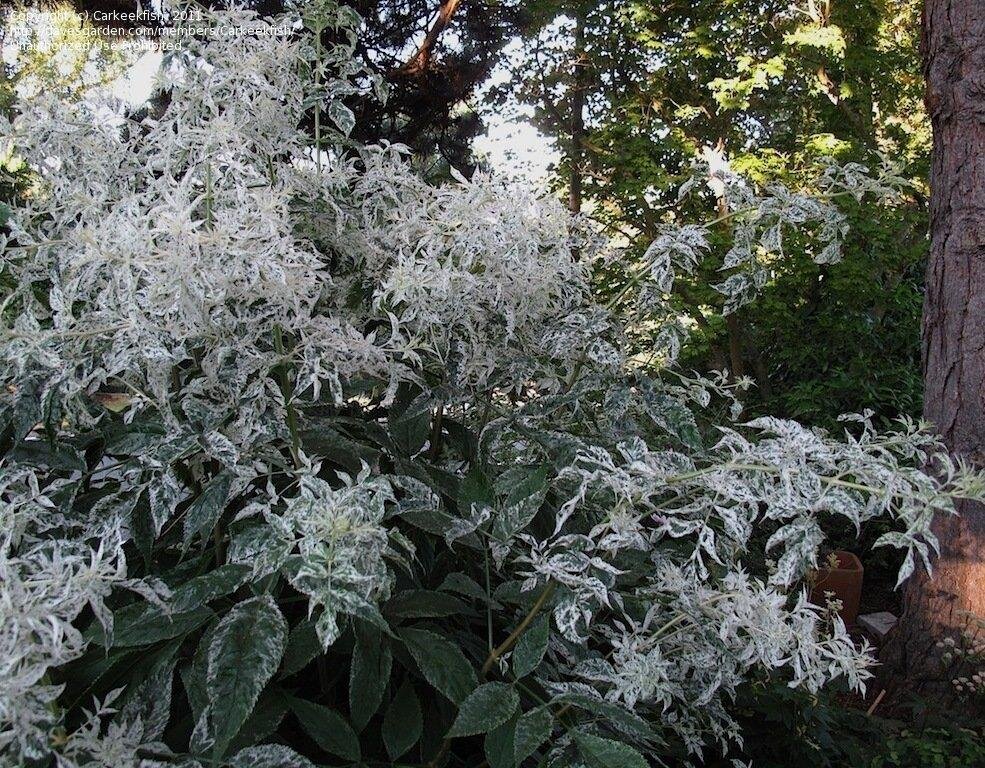 Бузина черная Пулверулента