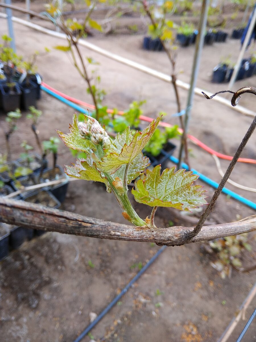 Майский Чарли. Обычно он не торопится