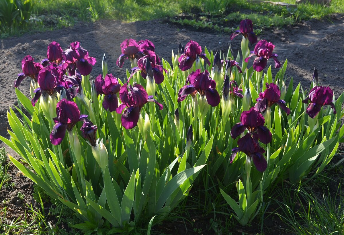  "Cherry Garden" (предположительно)