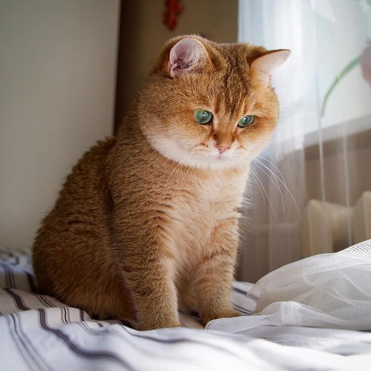 Домашние животные не будут связывать наказание с плохим поведением, которое произошло ранее.