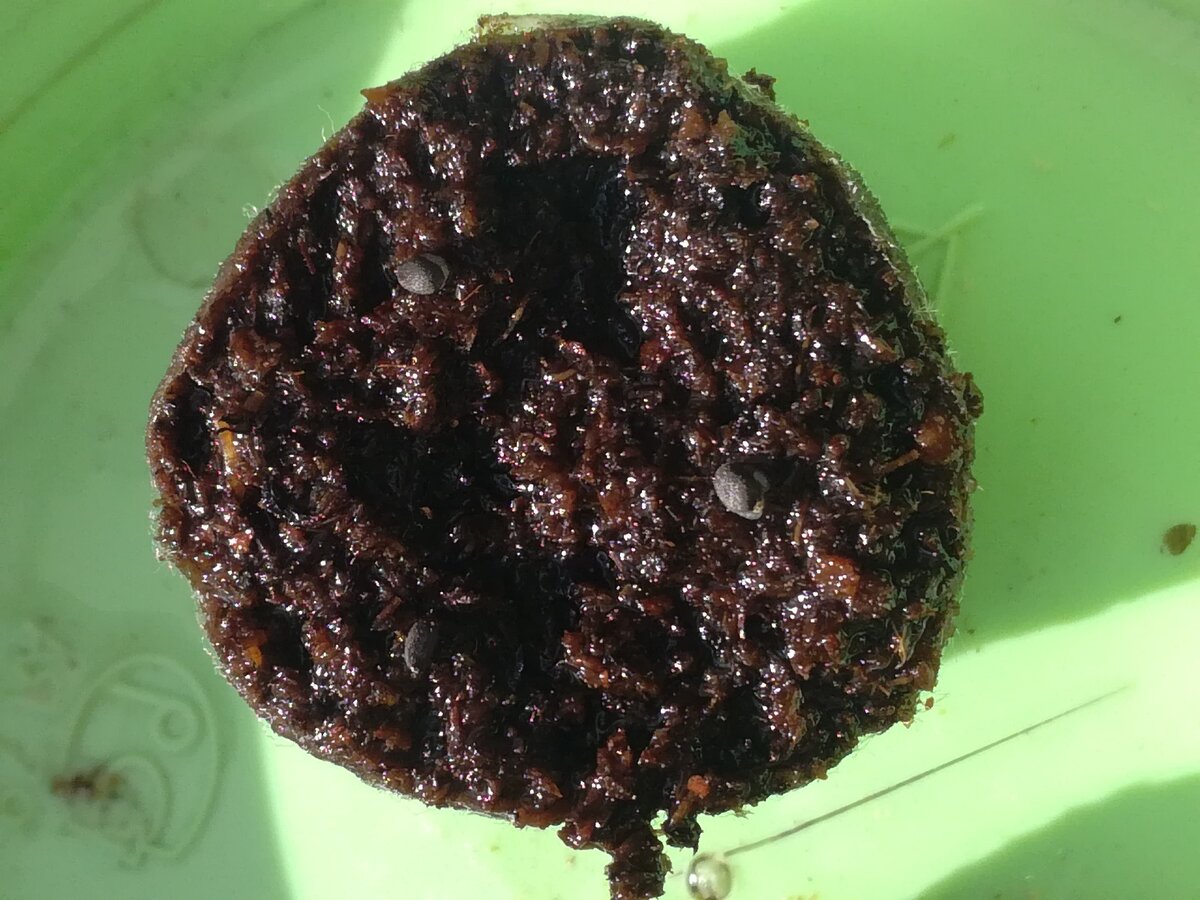 Фото MAMADIGEST. Посеяла...