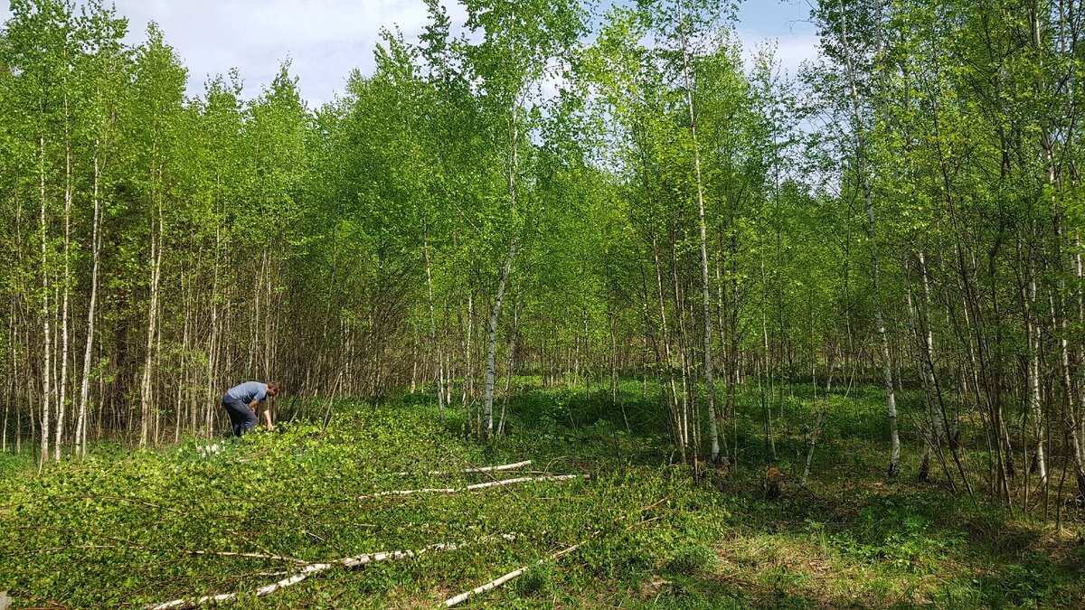 На участке друга лес поменьше, судя по размеру деревьев - расти он начал не сразу. Авторское фото, взято из личного архива, на фото разное время года, так как поездка была не одна, а фото было сделано не много