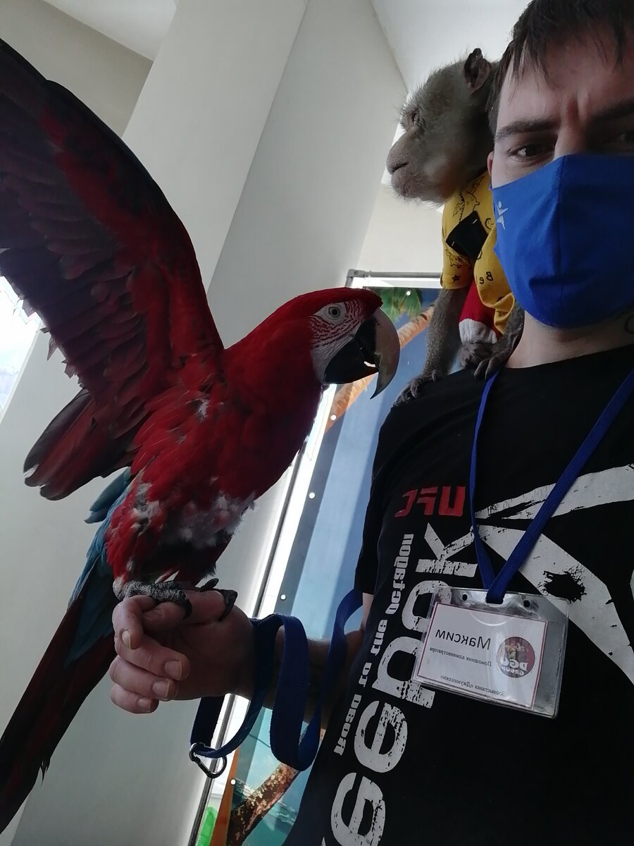 Крупные (длиной до 95 см) попугаи с очень яркой окраской зеленых, красных, голубых и желтых тонов. Участки вокруг глаз и боков головы у них голые, иногда с редкими и короткими перышками. Крылья к концу сильно вытянутые и заостренные. Клиновидной формы хвост длиннее тела. Характерной особенностью этих попугаев является крупный, сжатый с боков и сильно закругленный клюв с круто загнутым кончиком