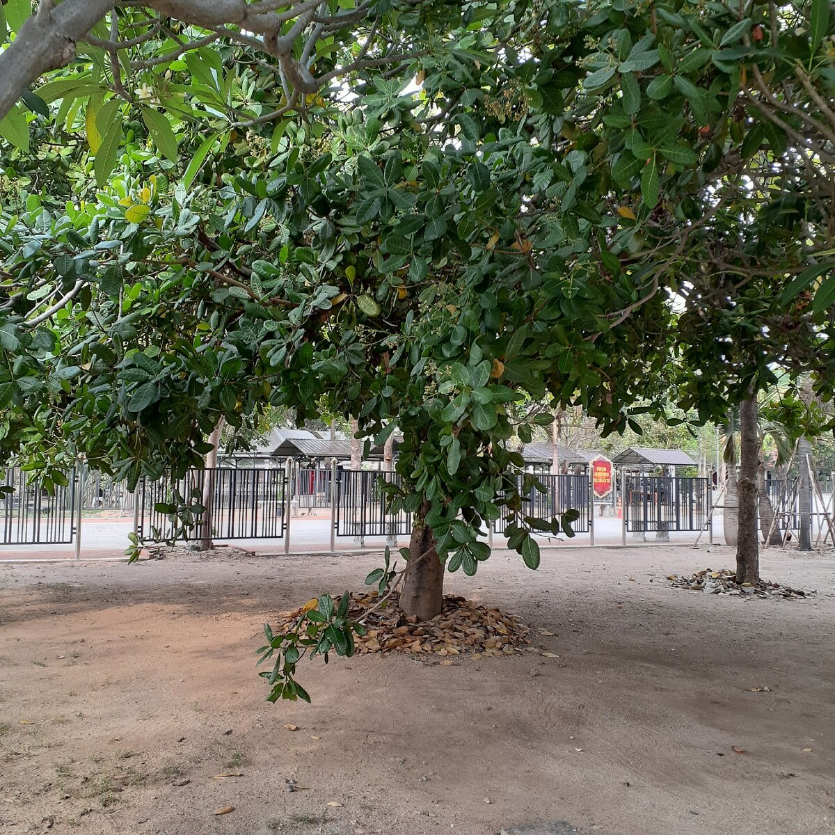 вот такое раскидистое дерево первым привлекло моё внимание... тайцы сказали - чомпу