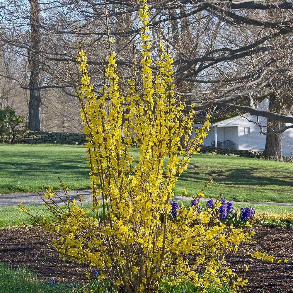 Кустарники цветущие весной желтыми цветами фото