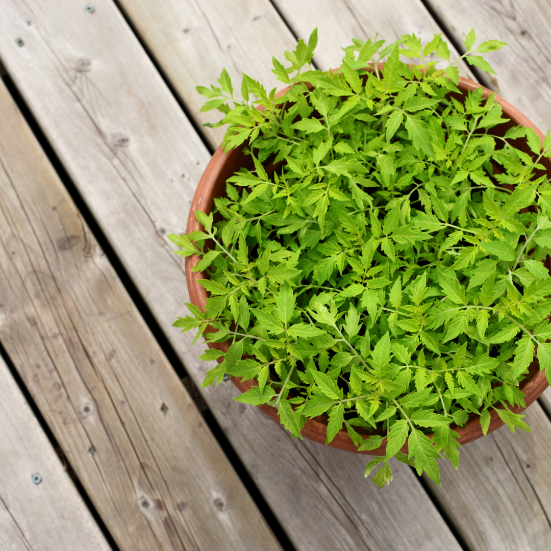 Букетный способ посева томатов