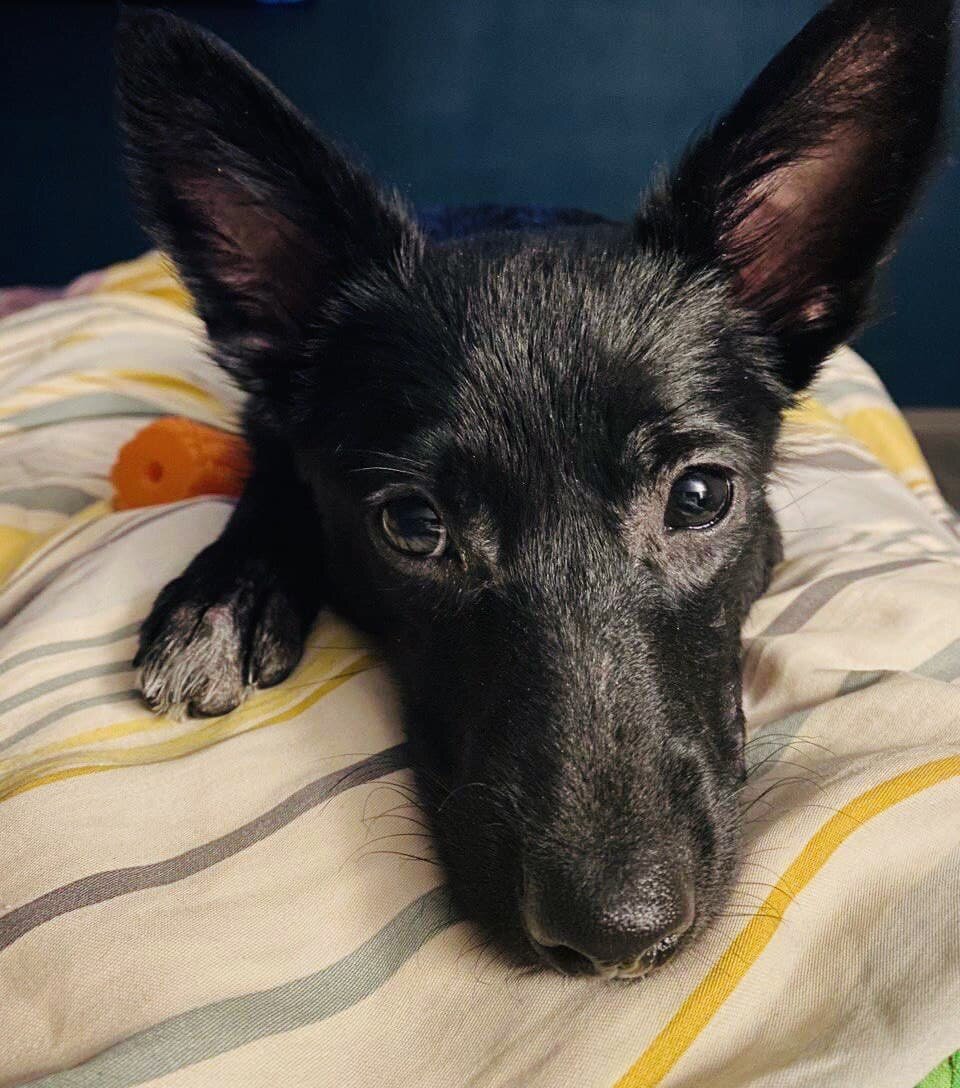 Недавно мы взял и собаку, но он уверен что он котик.