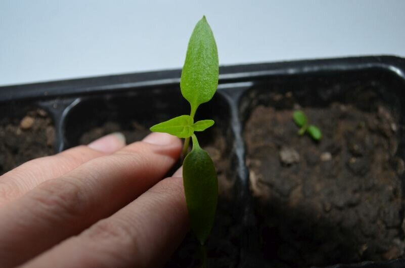  У рассады растет 1 и 2 настоящий листочек.