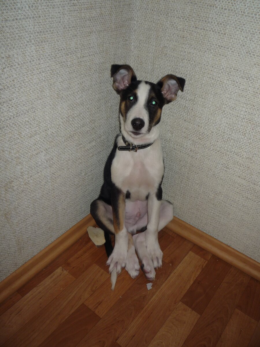 На фото мой смешнюличный пес))) Фото сделано 10 лет назад) Если что, его никто не наказывал)) Фото автора