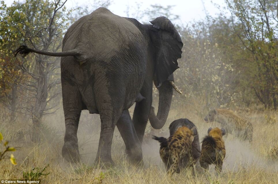 8 слоников. Слоны защищаются. Стая слонов. Стадо слонов.