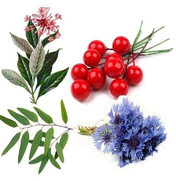 Кора эвкоммии. Содержит уникальное вещество – гуту, а также смолы, кофейную кислоту, танин, аукубин. Тонизирует, дает прилив силы, понижает давление, купирует боль. Спасает сосуды от поражения, снижает уровень холестерина, выводит шлаки и другие токсины. Хорошо влияет на работу почек, печени и ЖКТ.