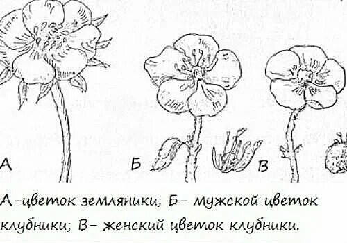 Как отличить клубнику мужскую от женской фото Мужские и женские кусты садовой земляники. В чем разница. Сад Анны Гауэр Дзен