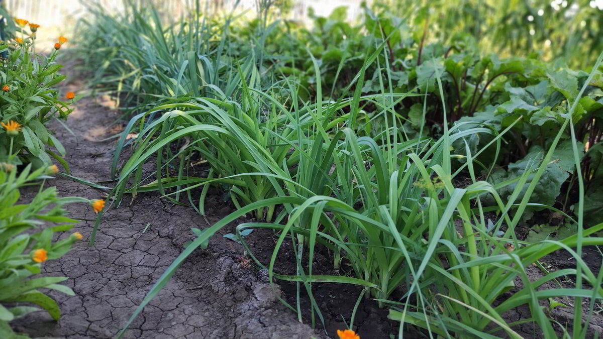 Выращивание лука порея. @ Танюшкин сад.