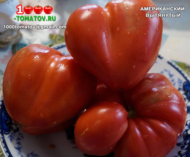 Томат Американский вытянутый фото 2