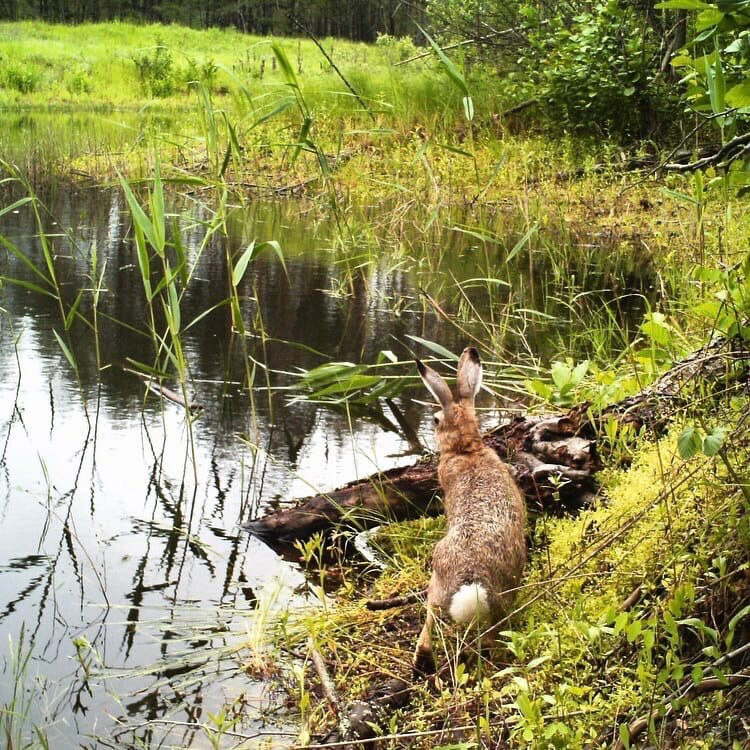 Фауна воронежской области с картинками