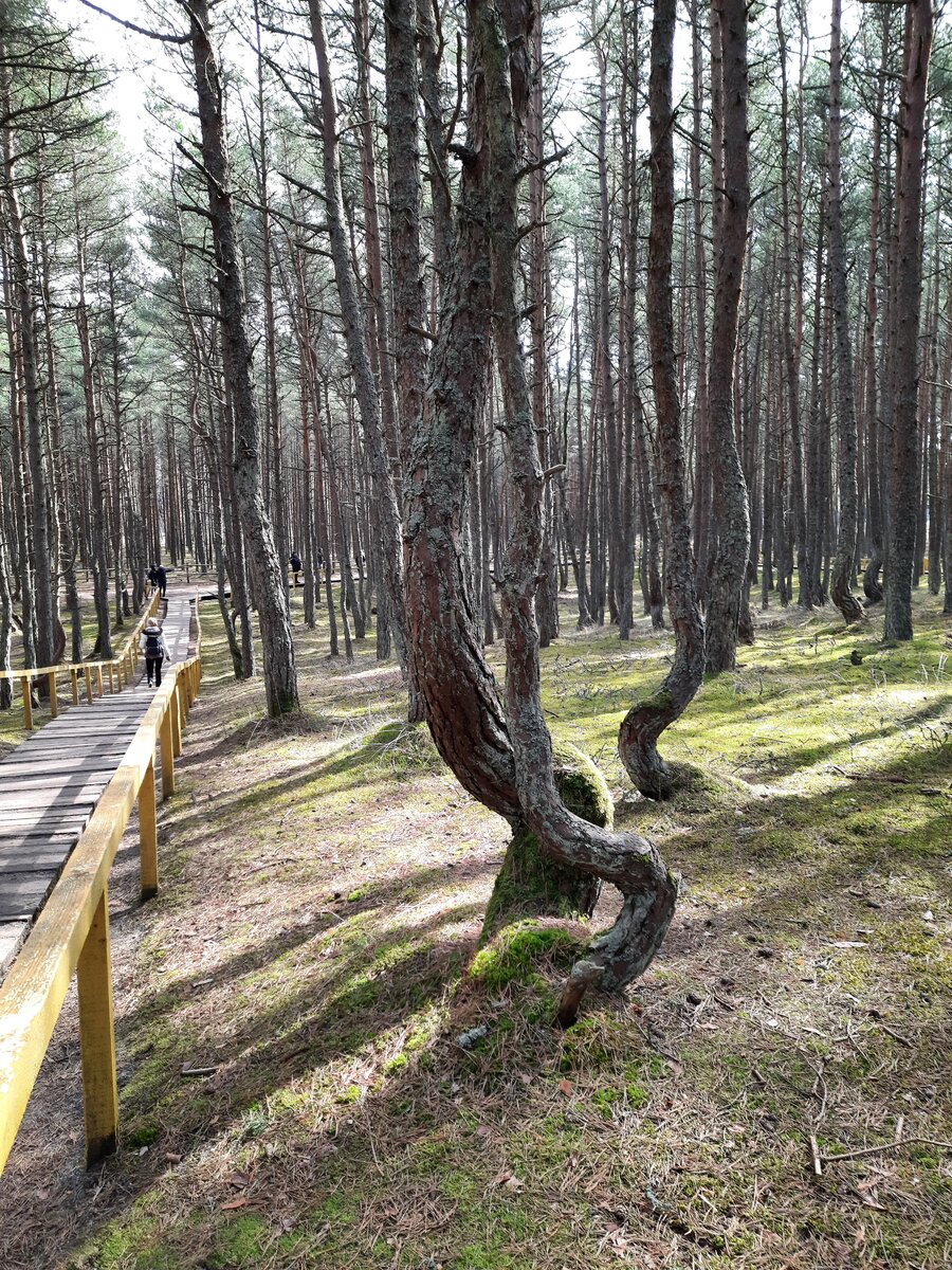 Город Мирный Куршская коса