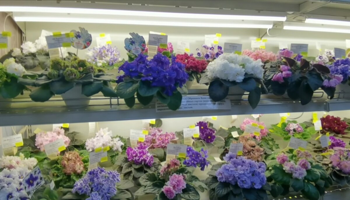 Фиалки Елены Плессер