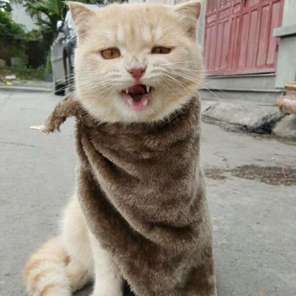 Котик. Источник фото: https://vk.com/wall-77836580_251819