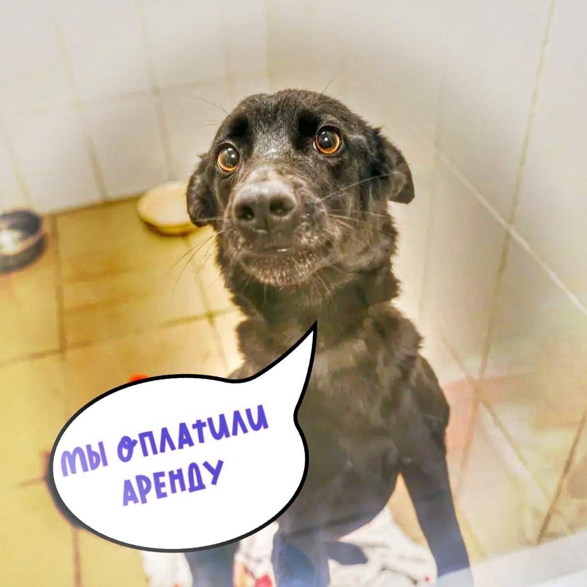 Приют Омские хвостики