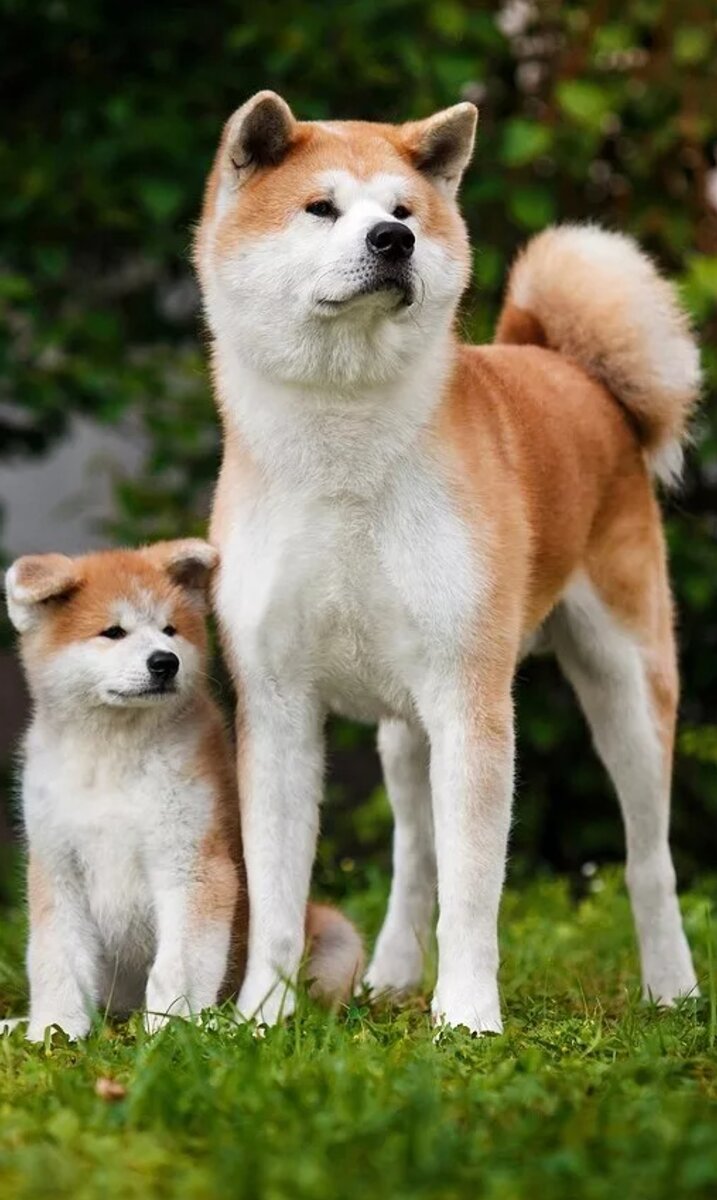 Акита-ину