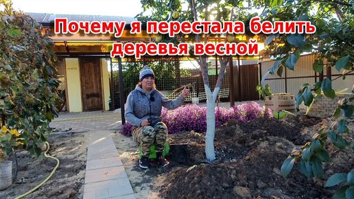 Побелка деревьев осенью или весной? Раньше все делала наоборот!