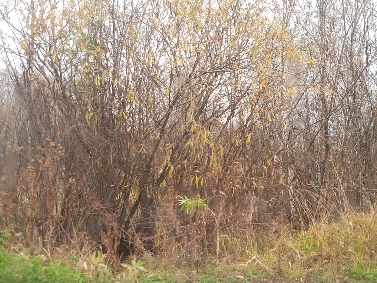 Окрестности нашего дачного посёлка