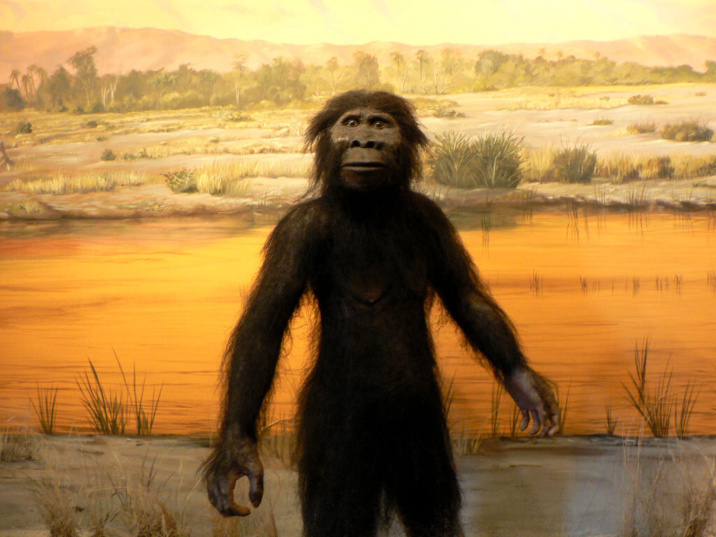 Австралопитеки гоминид. Australopithecus Afarensis (австралопитек афарский). Австралопитек Эфиопский. Человекообразные обезьяны австралопитеки.