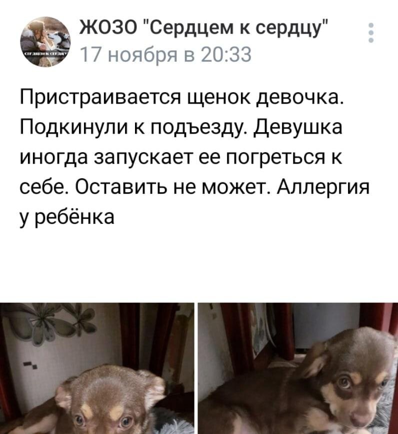Так узнали о щенке