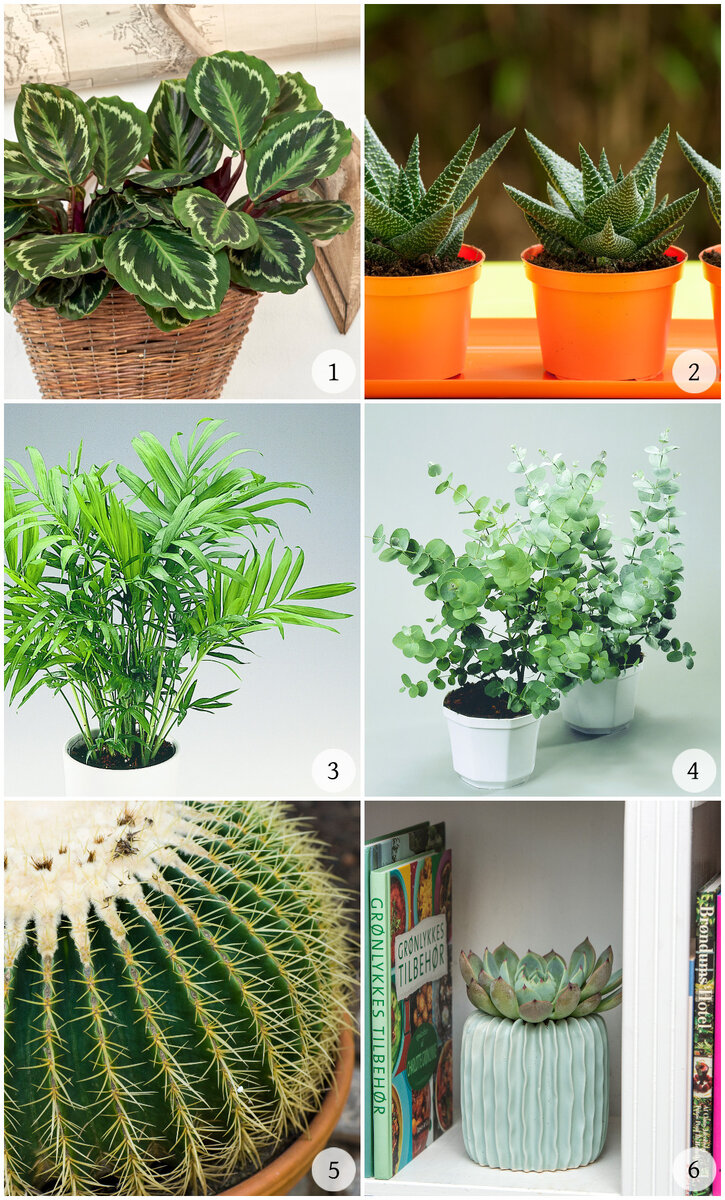 1.  Калатея (Calathea)  | 2.  Хаворсия (Haworthia)  | 3.  Хамедора элегантная (Chamaedorea elegans)  | 4.  Эвкалипт (Eucalyptus)  | 5.  Эхинокактус (Echinocactus)  | 6.  Эхеверия (Echeveria)