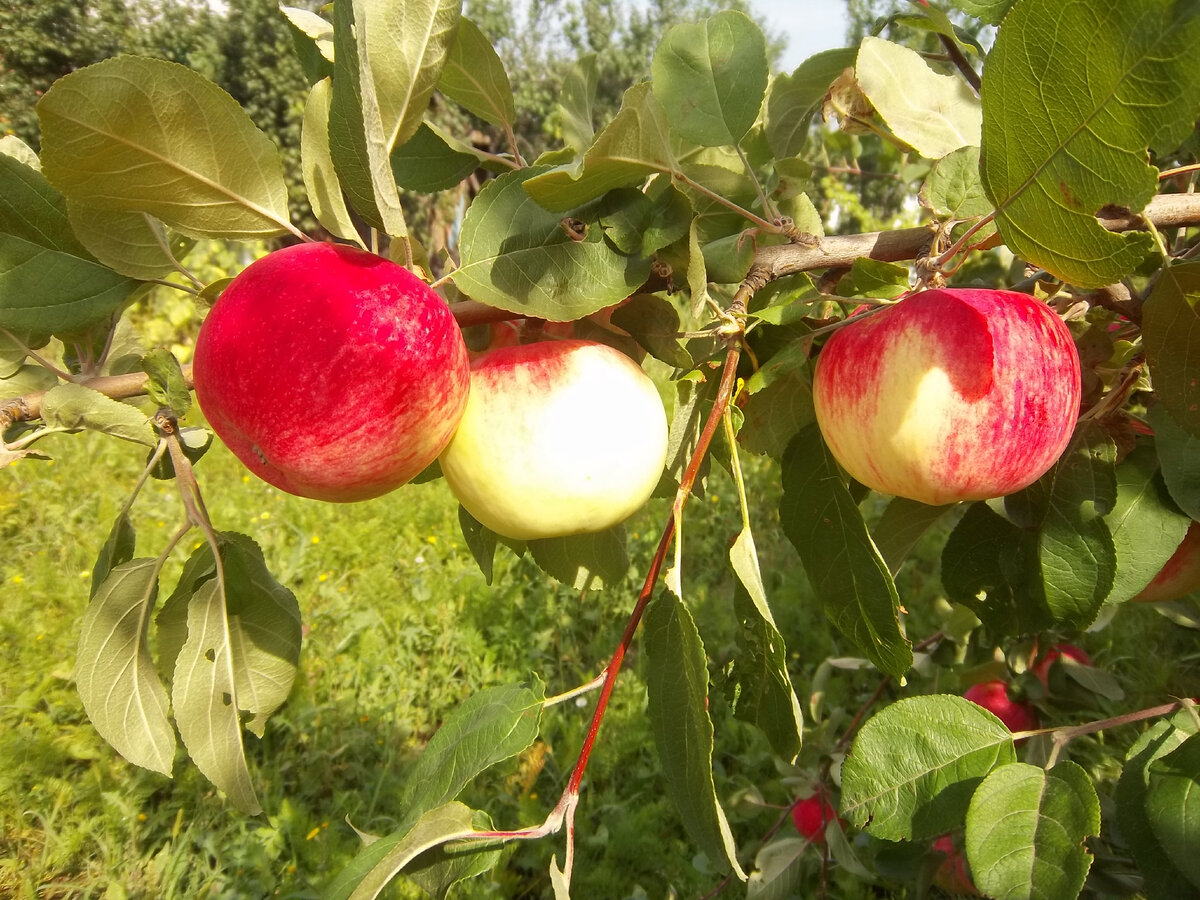 Такие яблоки растут на нашей даче
