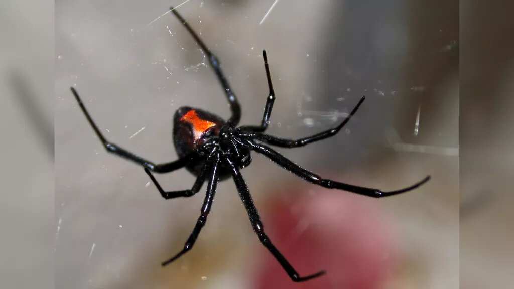 Самка паука-черной вдовы (Latrodectus) висит вверх ногами в своей паутине, показывая красные песочные часы на ее животе. (Изображение предоставлено Кимберли Хози / Getty Images)