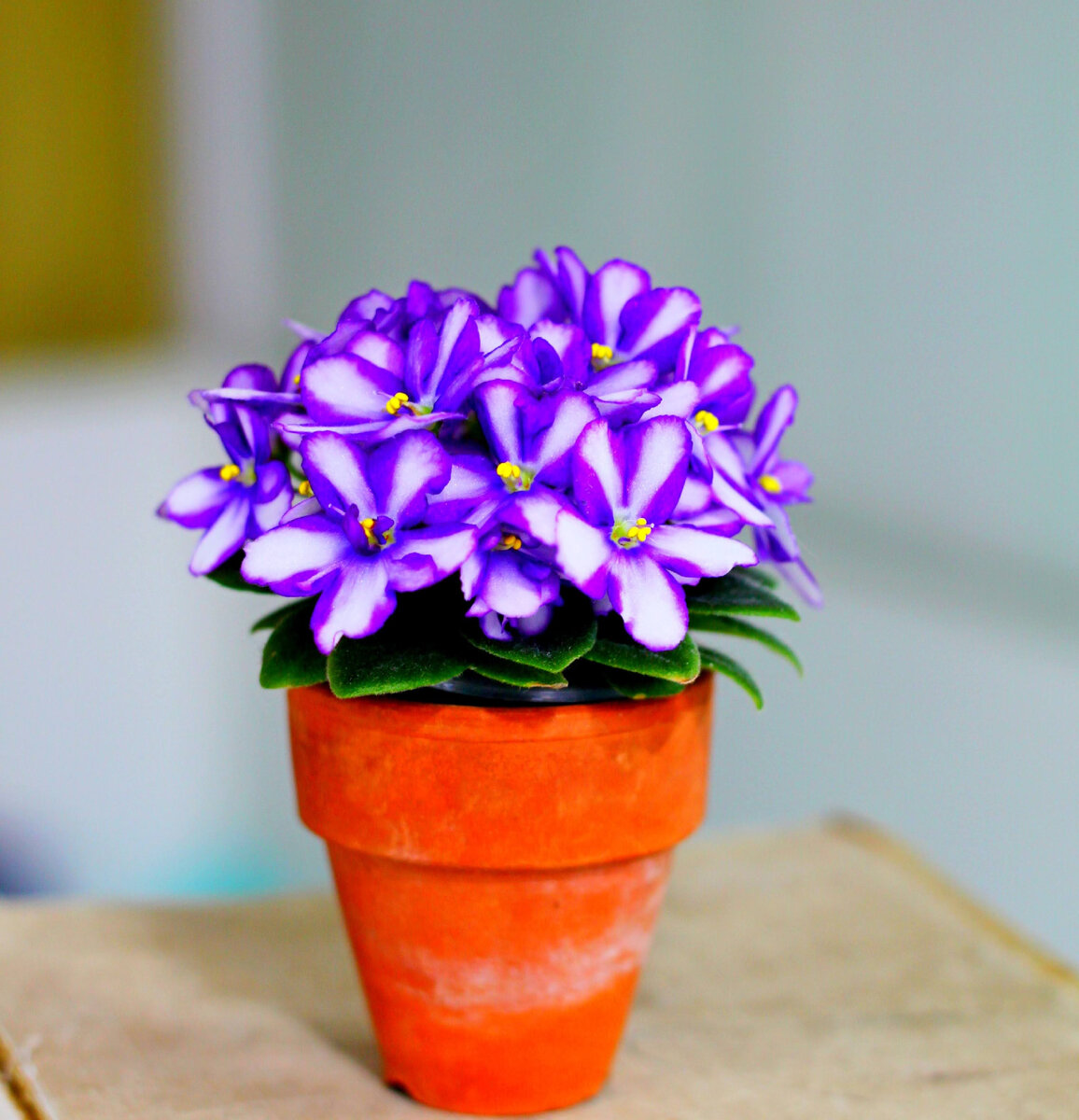 Минифиалка Балчуг Полет. Фото и коллекция автора masteritayaplants