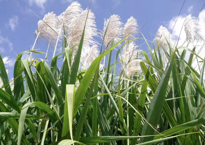Сахарный тростник.