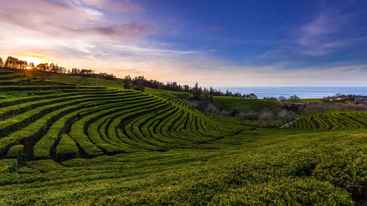 Gorreana Tea Plantation, остров São Miguel 