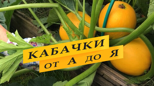 Кабачки от А до Я.