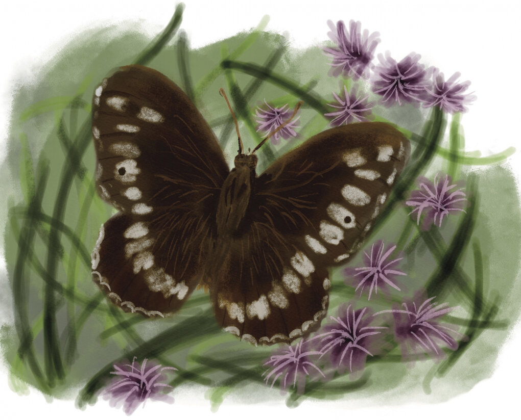 Бархатница Цирцея