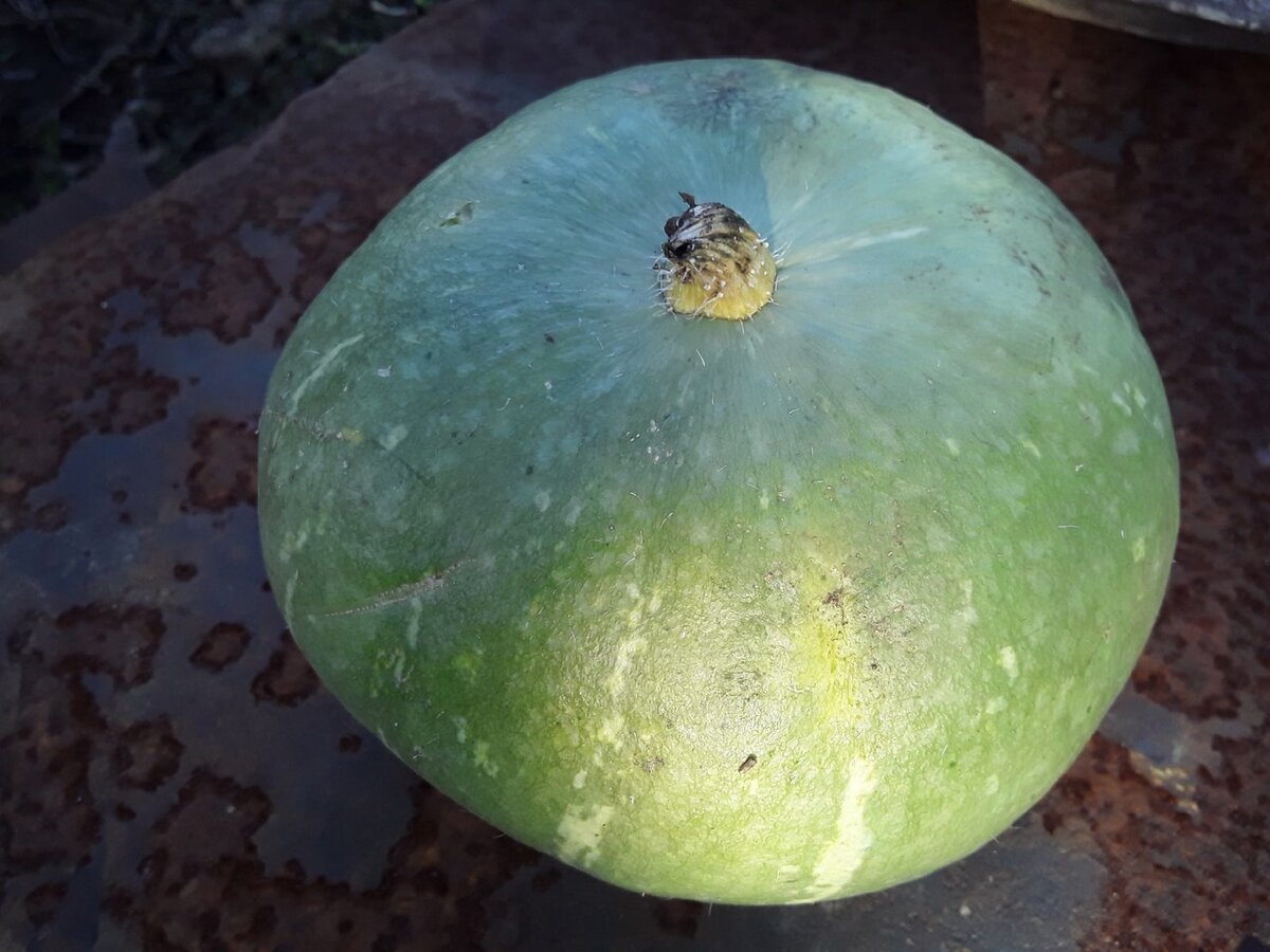 Забытая тыква соседки